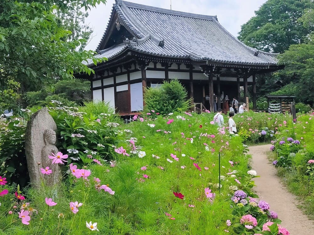 般若寺コスモス