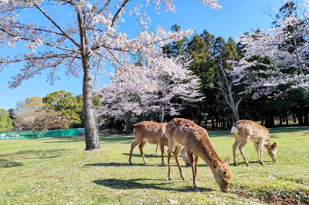 東大寺の鹿