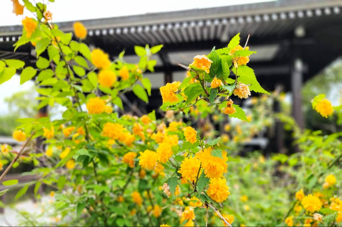 中宮寺山吹
