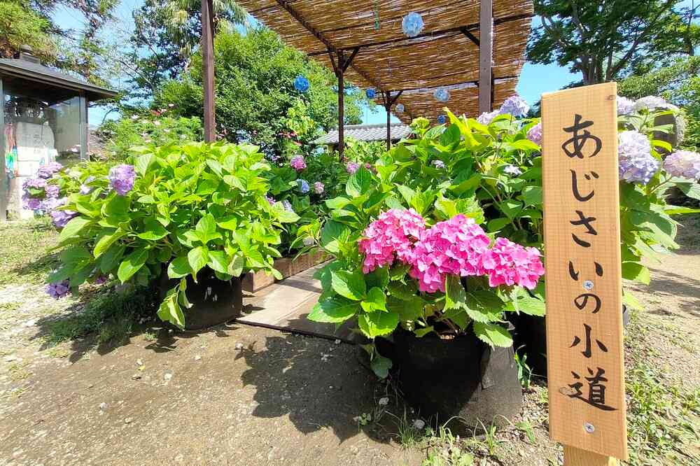般若寺あじさいの小道