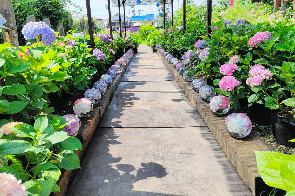 般若寺あじさいの小道