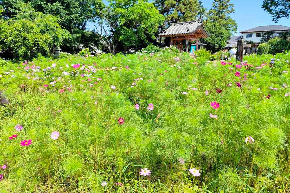 般若寺コスモス
