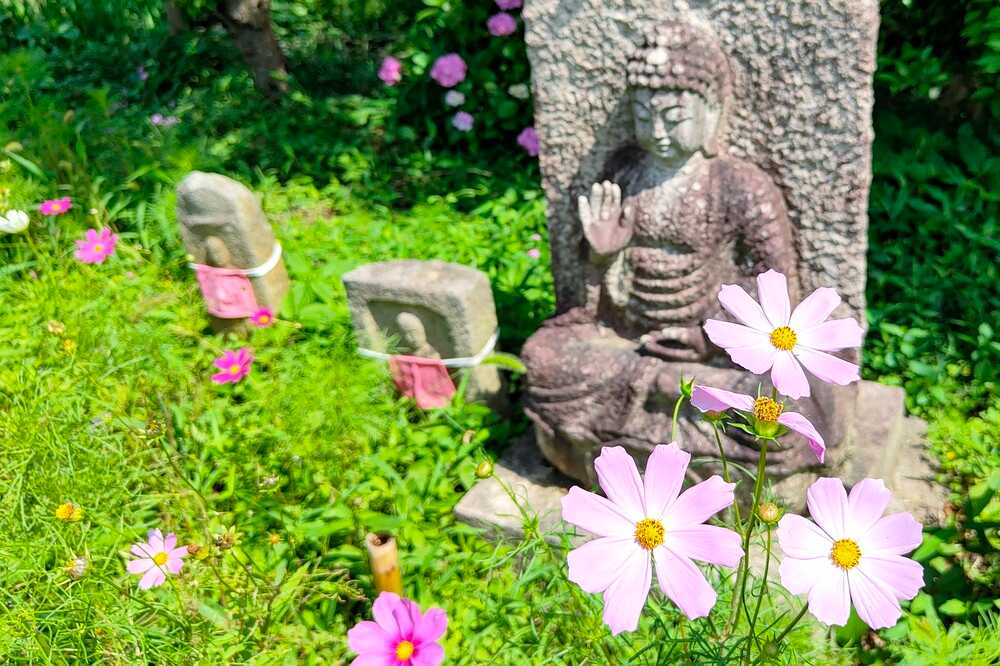般若寺コスモス
