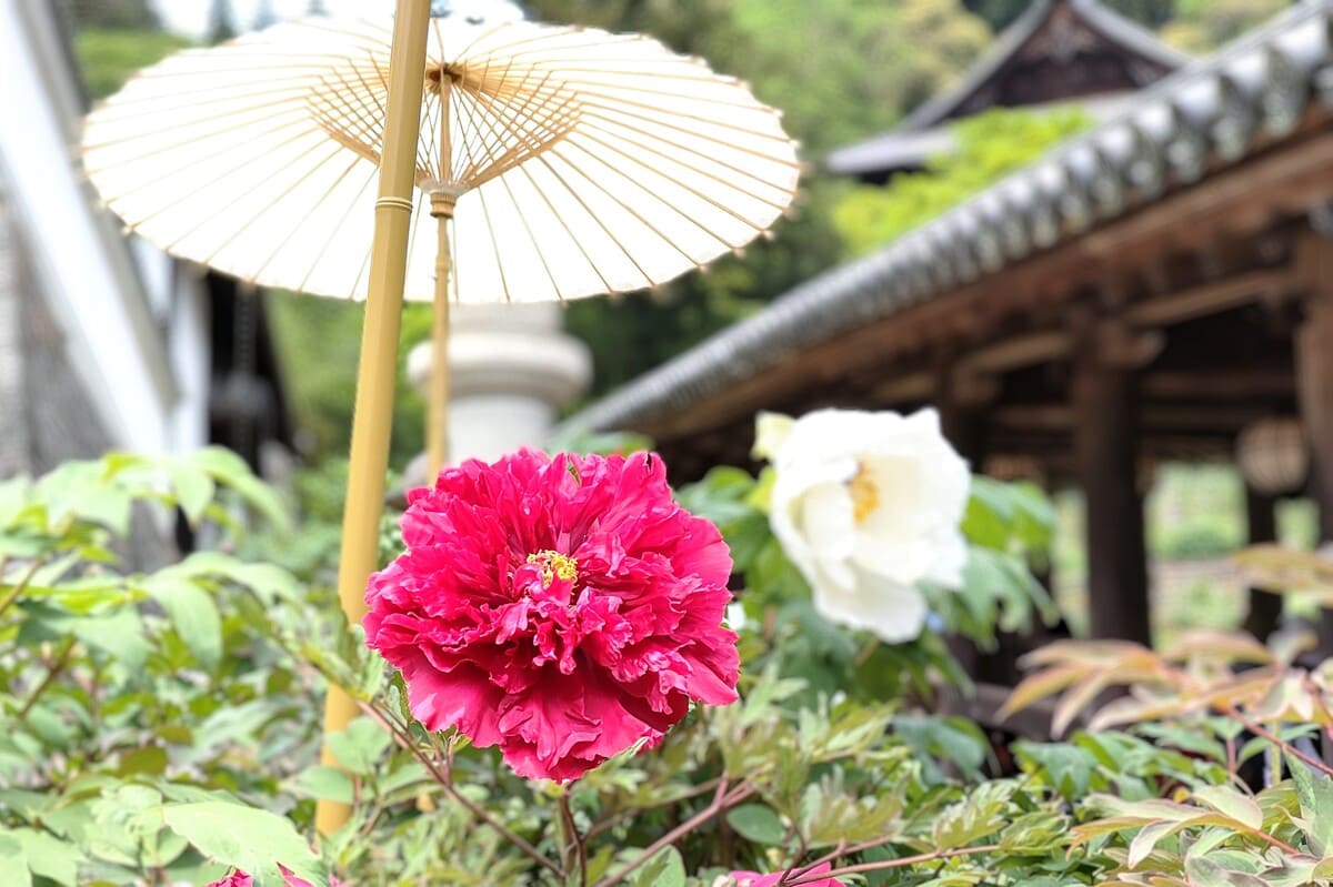 長谷寺の牡丹
