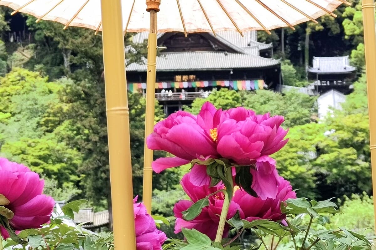 長谷寺の牡丹