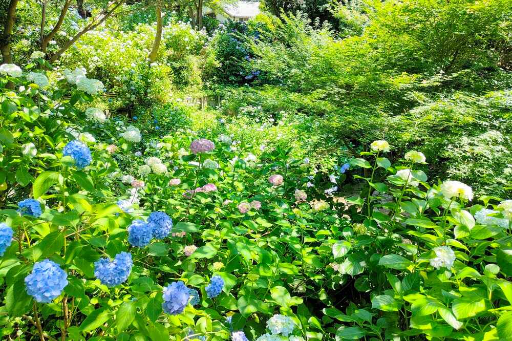 矢田寺あじさい