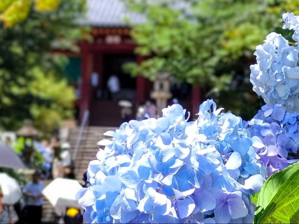 矢田寺あじさい