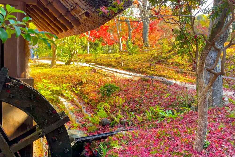 依水園紅葉