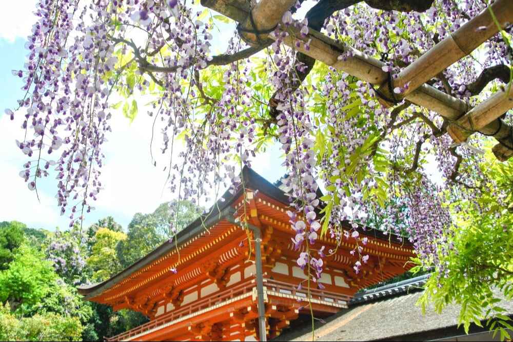 春日大社砂ずりの藤