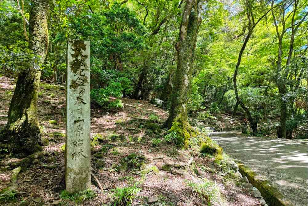 春日山原始林