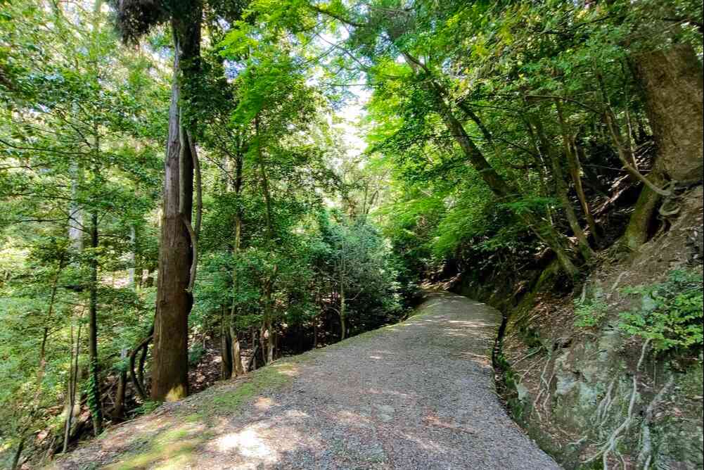 春日山原始林