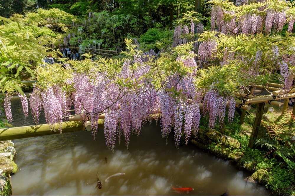 萬葉植物園