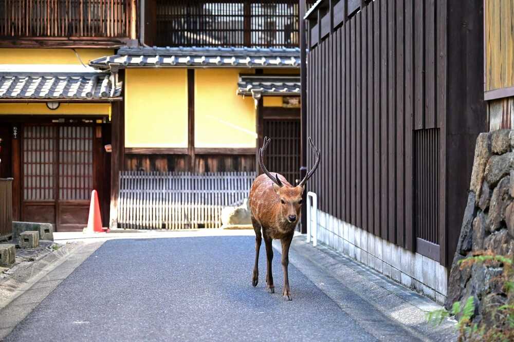 ならまち