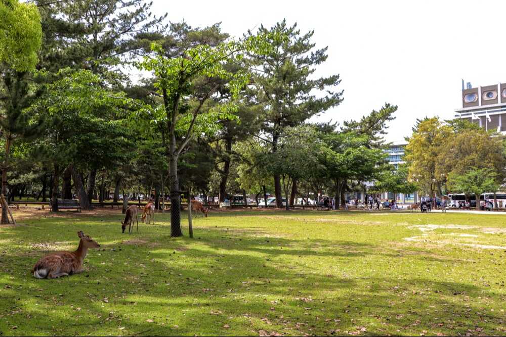 登大路園地