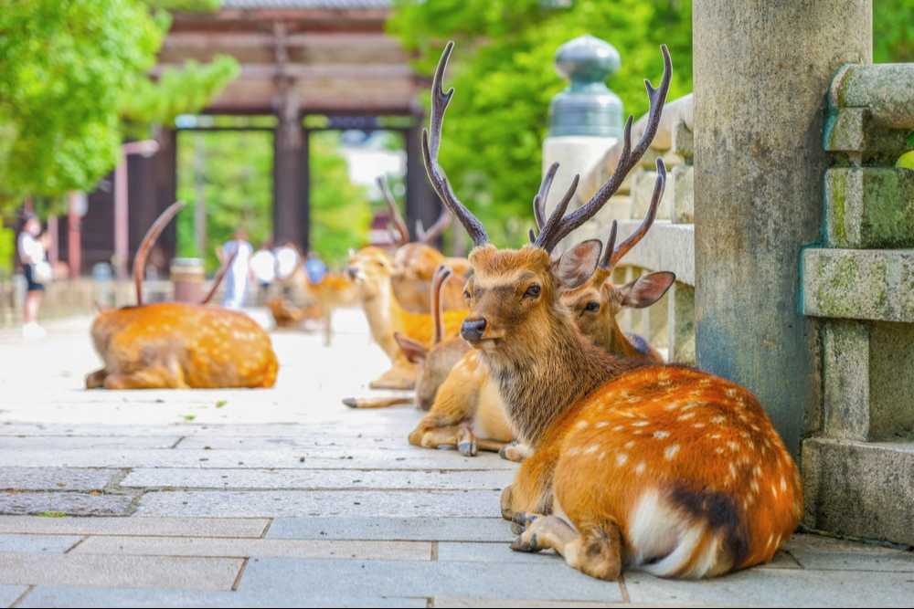 東大寺南大門前