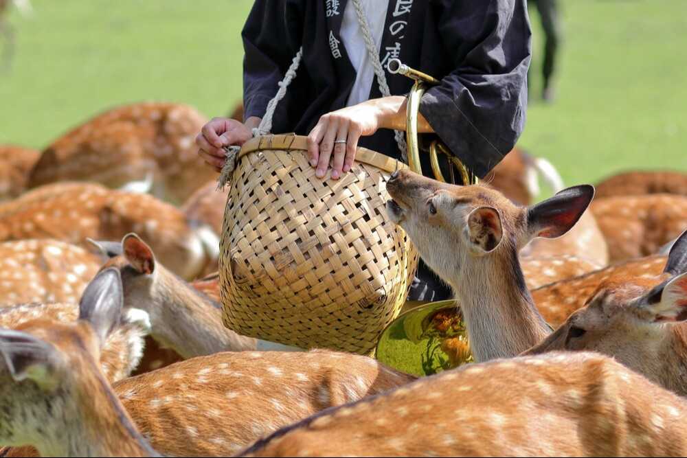 飛火野