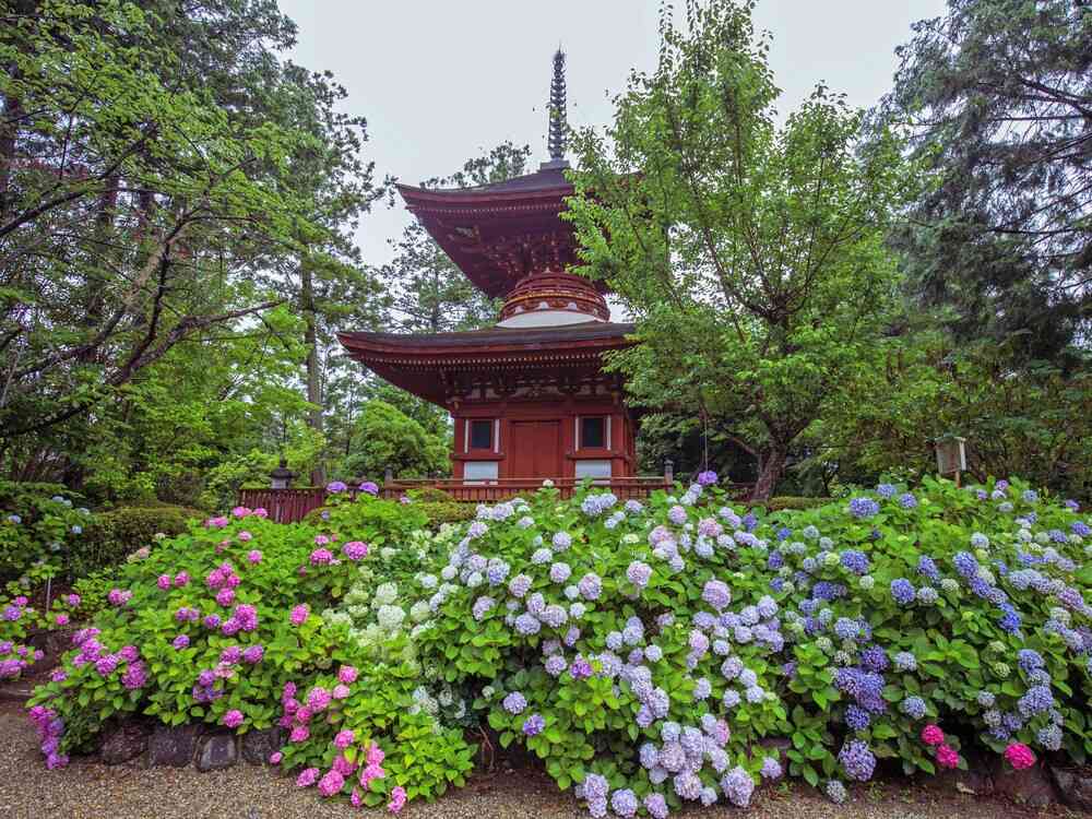 久米寺あじさい