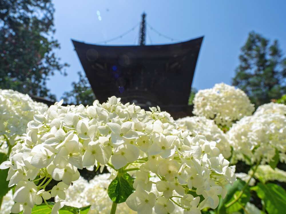 久米寺あじさい